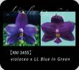 P. violacea x LL Blue in Green